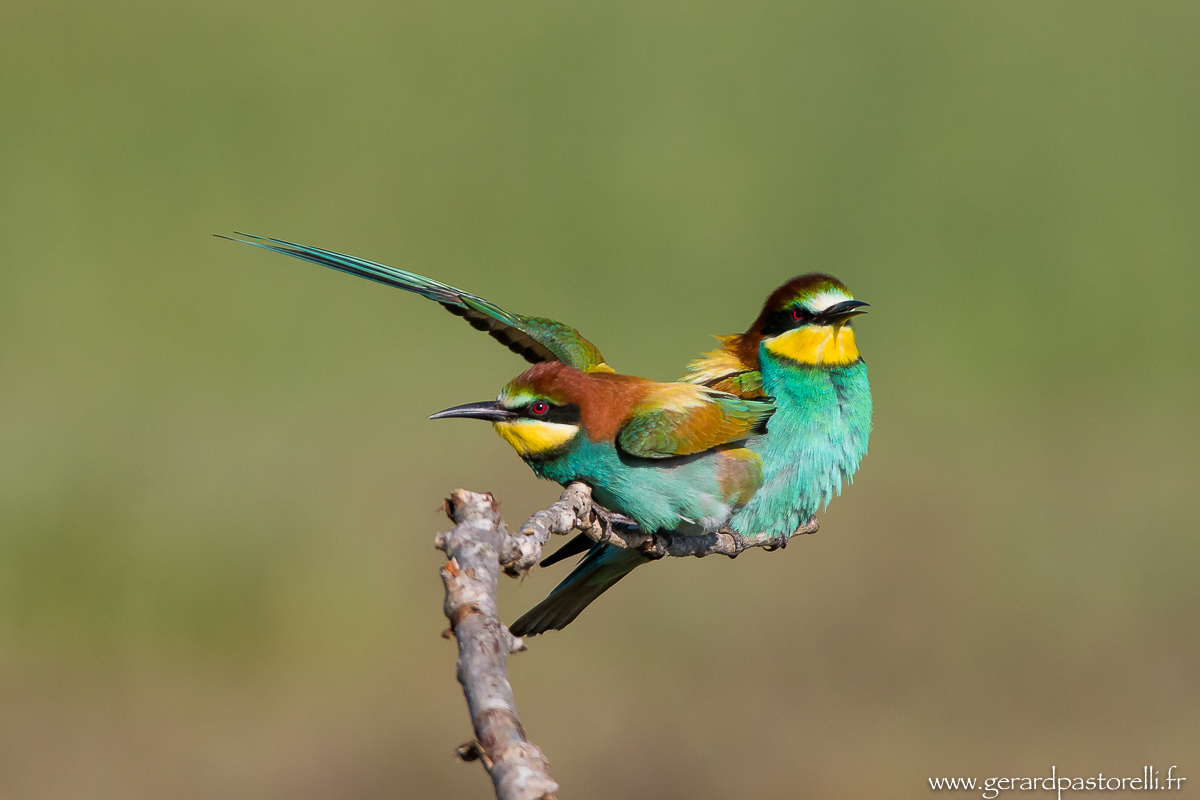 Bee eater 45